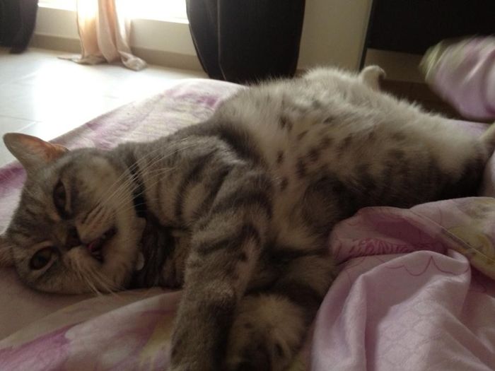 NWR: Show off your furbabies!