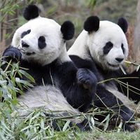 I don't want to be a chubby panda bride!