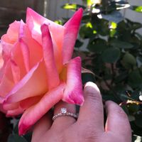 2023 Brides - Show us your ring! - 1