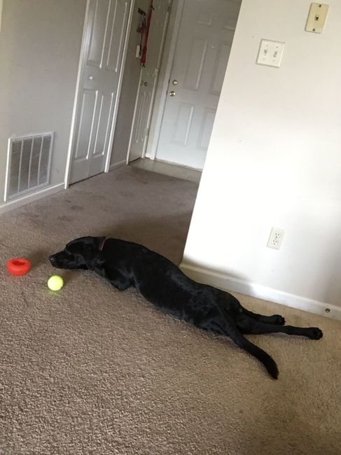 Nwr- show me your fur babies