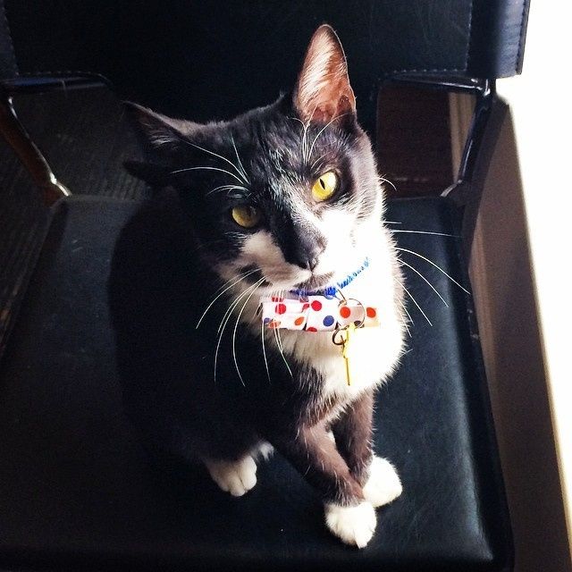 Its Fursday! Show me your furbabies! :)