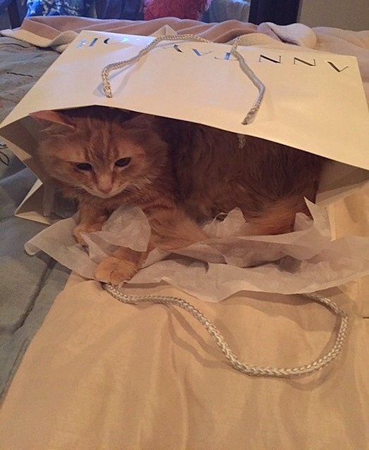 NWR Happy Fursday! Show me your fur babies!
