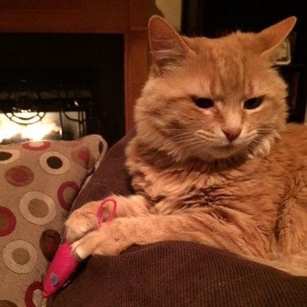 NWR Happy Fursday! Show me your fur babies!