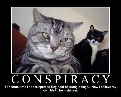 NWR - Cat meme thread!
