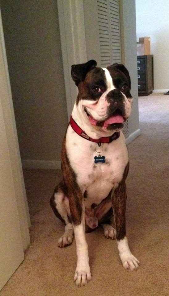 Large Dog as Ring Bearer