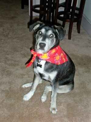 SBR: Meet my Fur-babies, lets see yours too