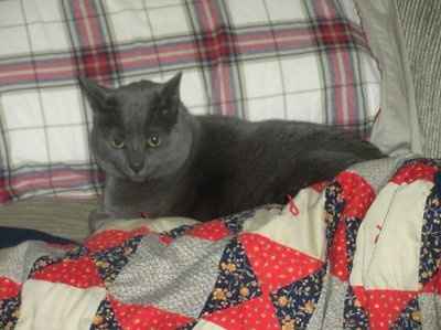 SBR: Meet my Fur-babies, lets see yours too