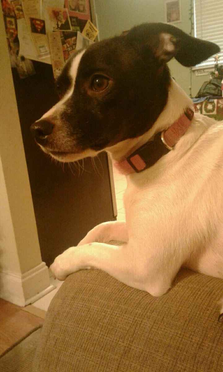 Positive thoughts and pictures of fluffy pets please