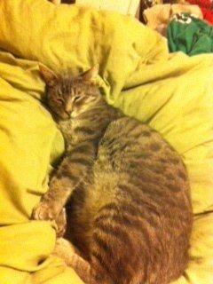 Furbabies (to lighten the mood)