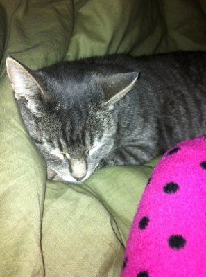 NWR: Need a cat owners opinion please!