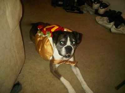 NWR: Lets see our pets!!