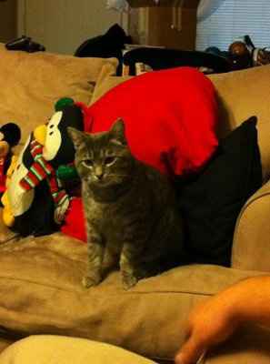 NWR: Need a cat owners opinion please!