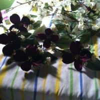 DIY: Pics, finished all the boutonnieres & corsages