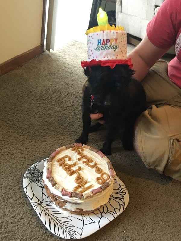 NWR: it's my dogs adoption anniversary!