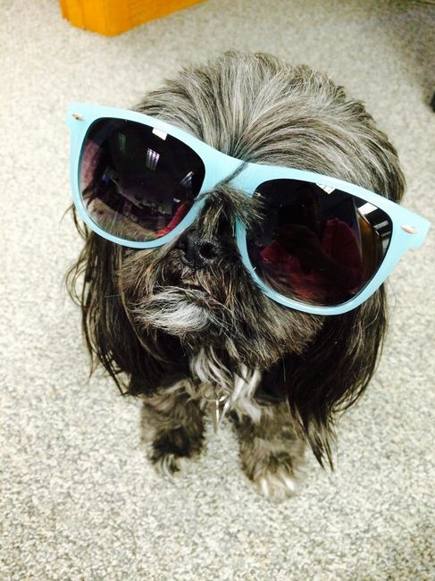 NWR: I need funny dog stories