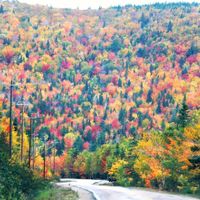 Canada Honeymoon?