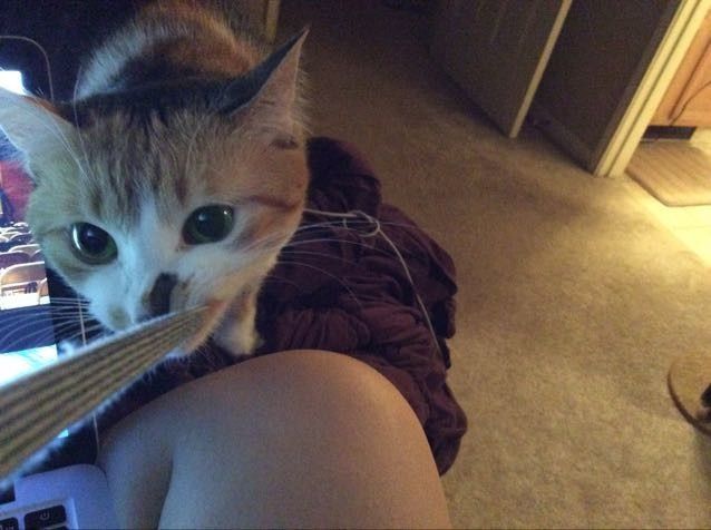 Nwr- show me your fur babies