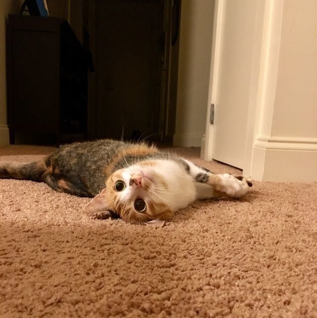 NWR:  Show me your fur babies!