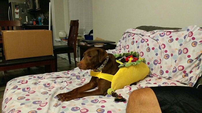 NWR: What is your fur baby being for Halloween?