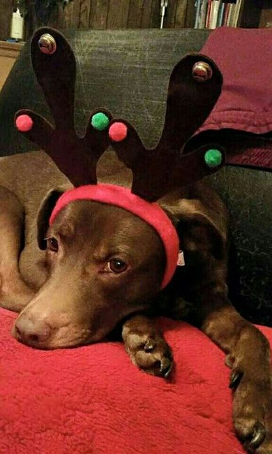 NWR: Show me your holiday spirit pets!