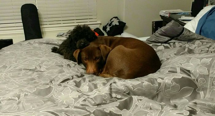 NWR: Show me your pups!