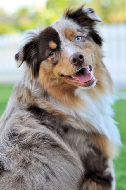 Keeping my mind of my wedding...Show me your dog:)!!**Pics