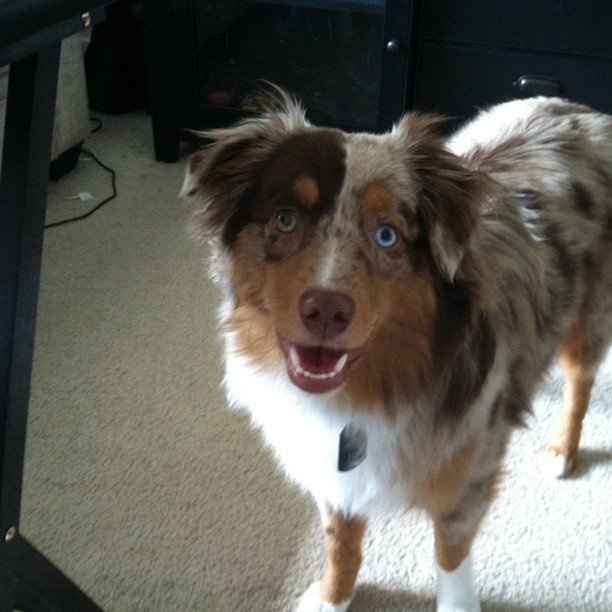 Keeping my mind of my wedding...Show me your dog:)!!**Pics