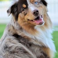 Keeping my mind of my wedding...Show me your dog:)!!**Pics