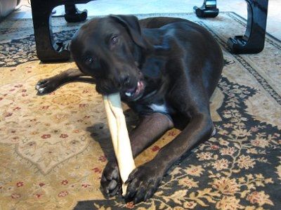 *NWR* Show me your pets/animals! *PICS*