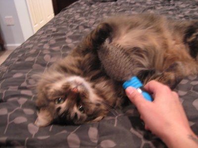 *NWR* Show me your pets/animals! *PICS*
