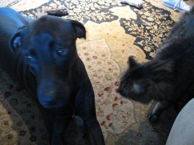 *NWR* Show me your pets/animals! *PICS*