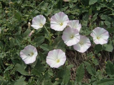 what kinda flowers do you think these are?
