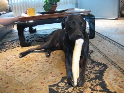 NWR - I almost killed DH's dog this morning