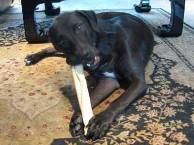 *NWR* Show me your pets/animals! *PICS*