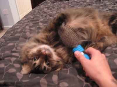 *NWR* Show me your pets/animals! *PICS*