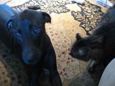 *NWR* Show me your pets/animals! *PICS*