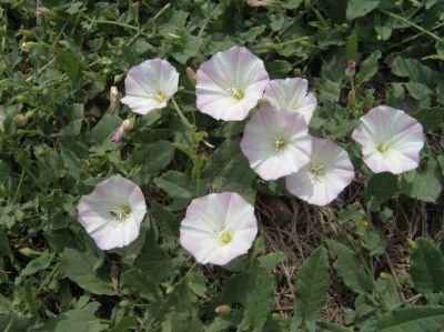 what kinda flowers do you think these are?