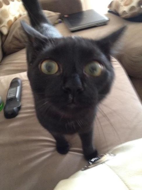 Let's see some FUR babies!