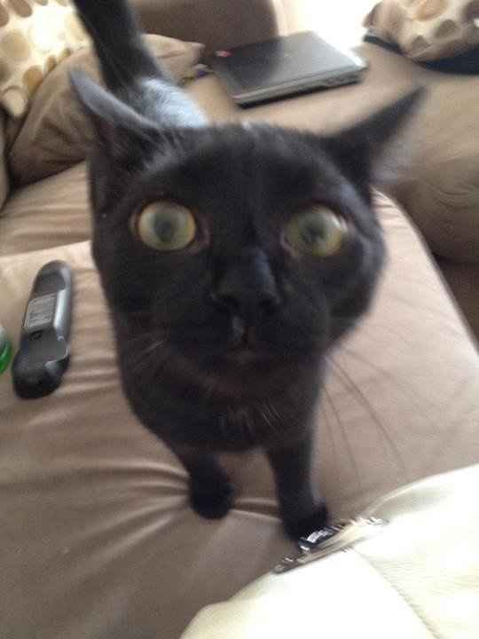 Let's see some FUR babies!