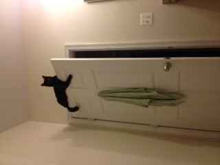 Just for fun, lets see your crazy pet child....