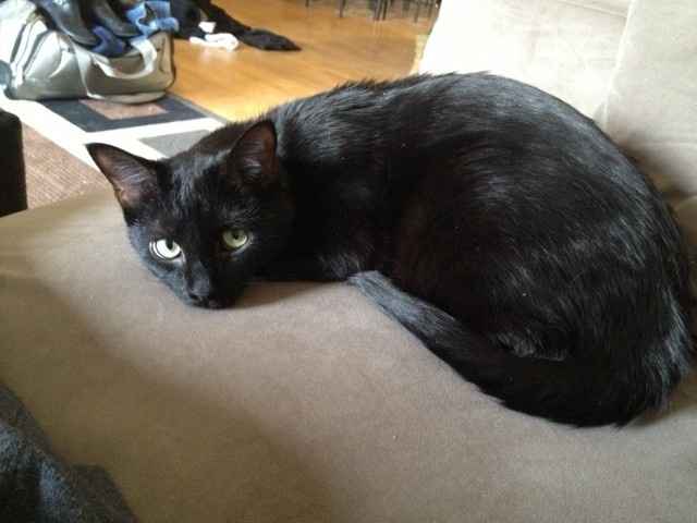 NWR: Lets See Your Fur Babies!