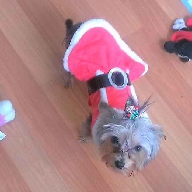 NWR: Pets that do kid-like things