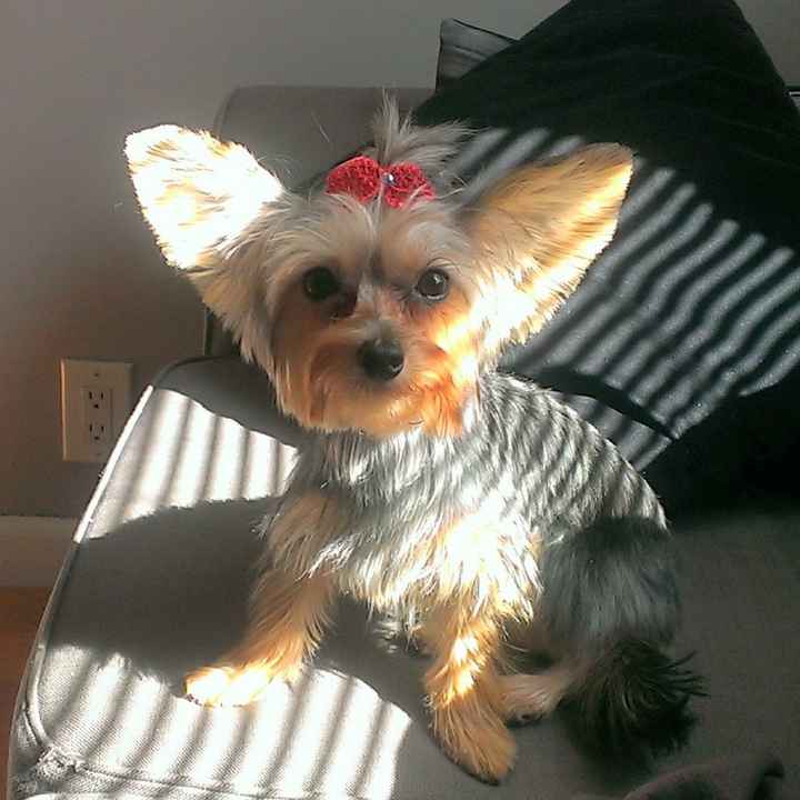 NWR: Pets that do kid-like things