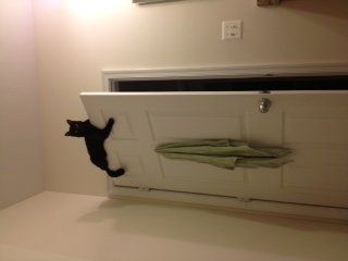 Just for fun, lets see your crazy pet child....