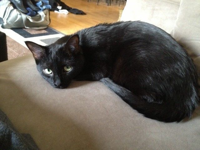 NWR: Lets See Your Fur Babies!