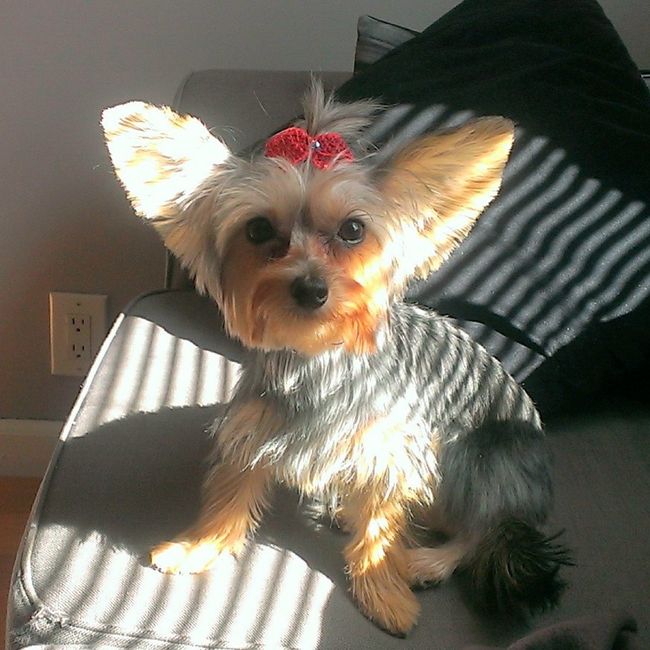 NWR: Pets that do kid-like things