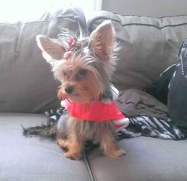 Fur-baby Tuesday!