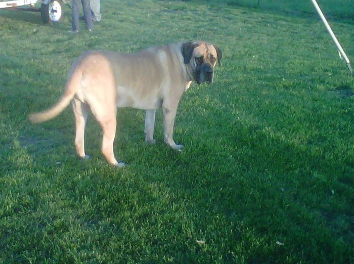 Pets do the darndest things