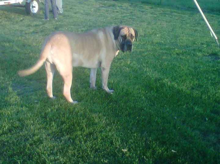 Pets do the darndest things