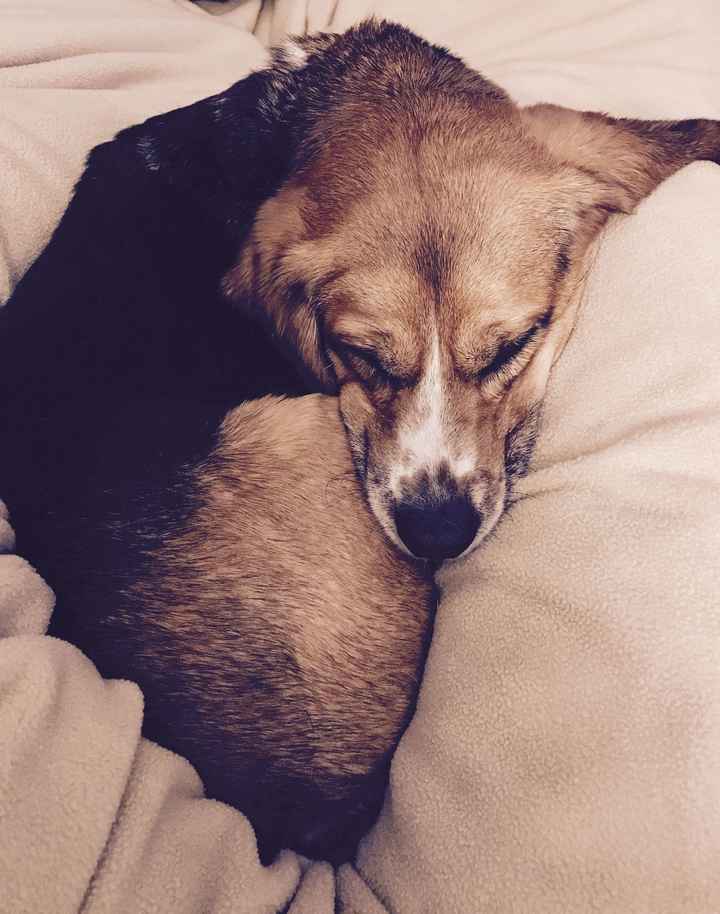 NWR - Send me pictures of your pets/memes